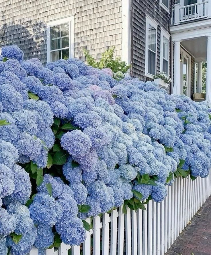 garden of blue hydrangeas